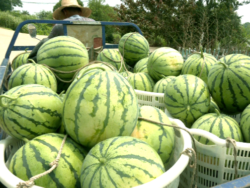 君山區：又是一年“吃瓜”季 崇慶村的西瓜成熟啦！